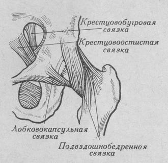 Связки тазобедренного сустава